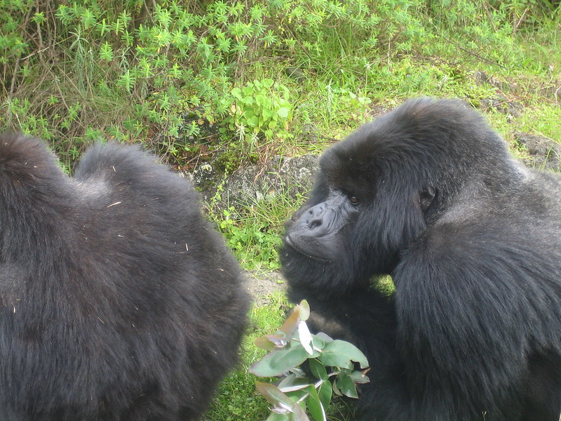 3 day gorilla trekking safaris