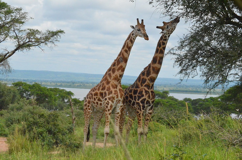  4 Day Uganda Safari