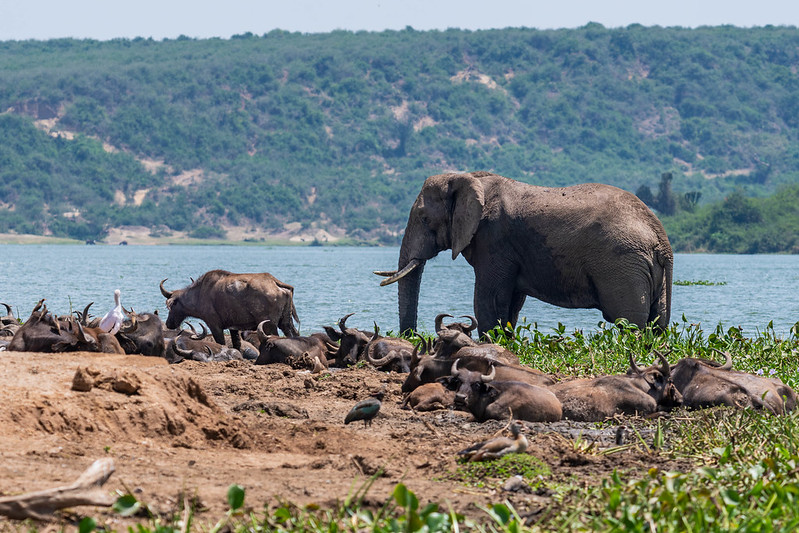 5 day Gorillas trekking  and Game Safari