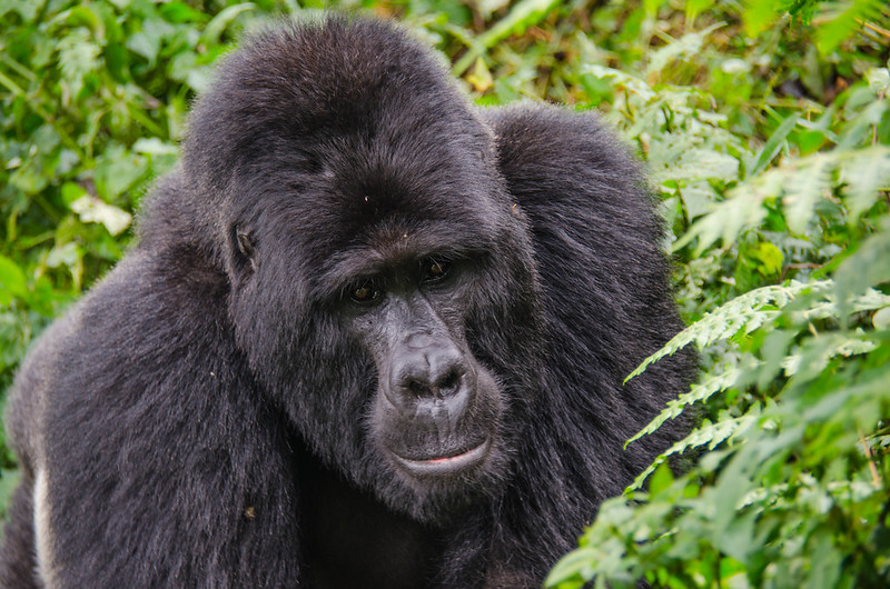 5 day Gorillas trekking  and Game Safari